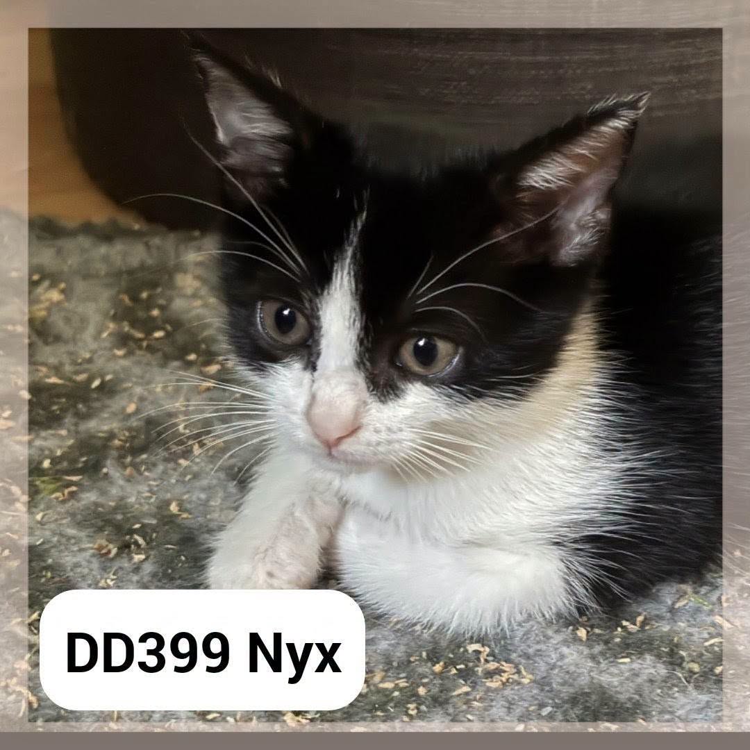 Nyx en Famille d&rsquo;Accueil