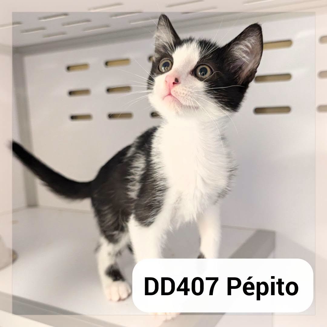 Pépito