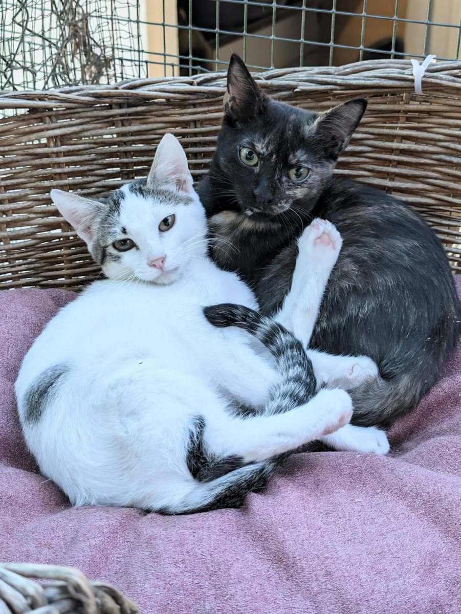 Rosie et Fraise