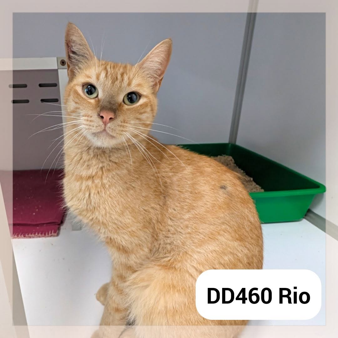 Rio