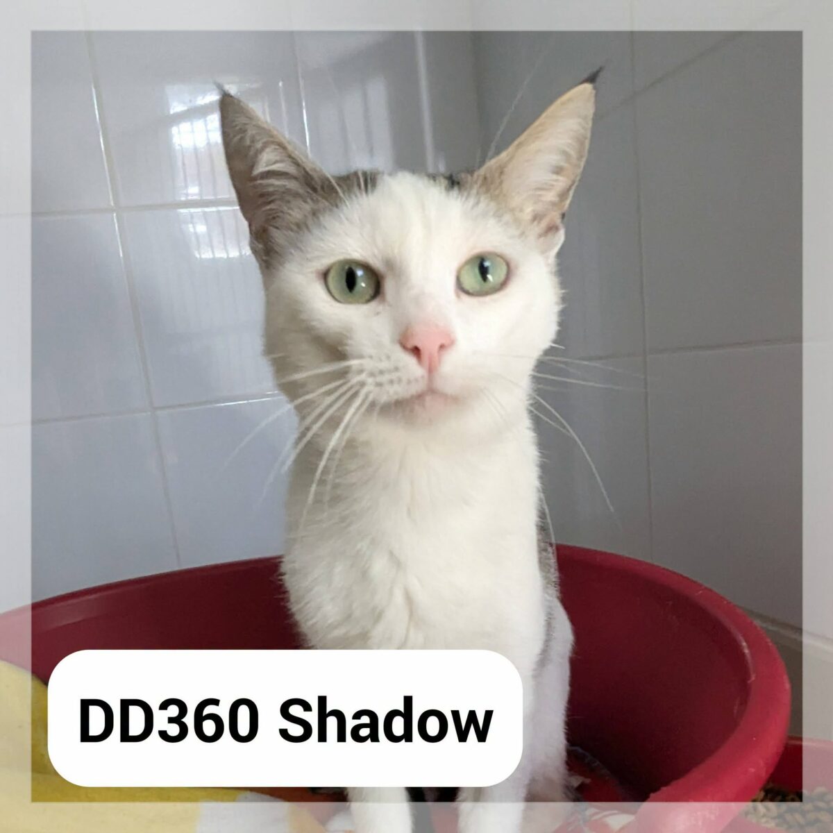 Shadow