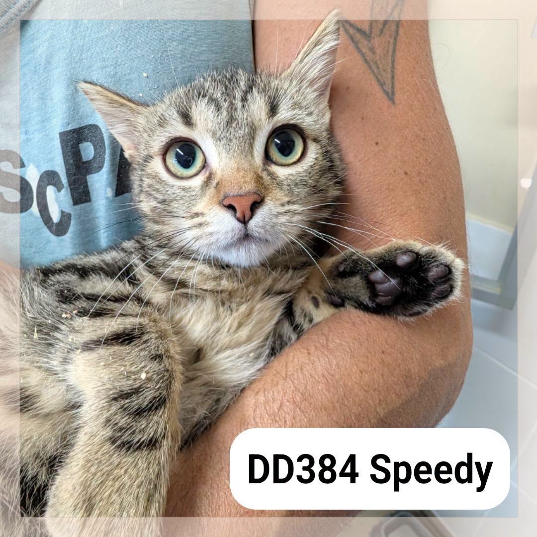 Speedy