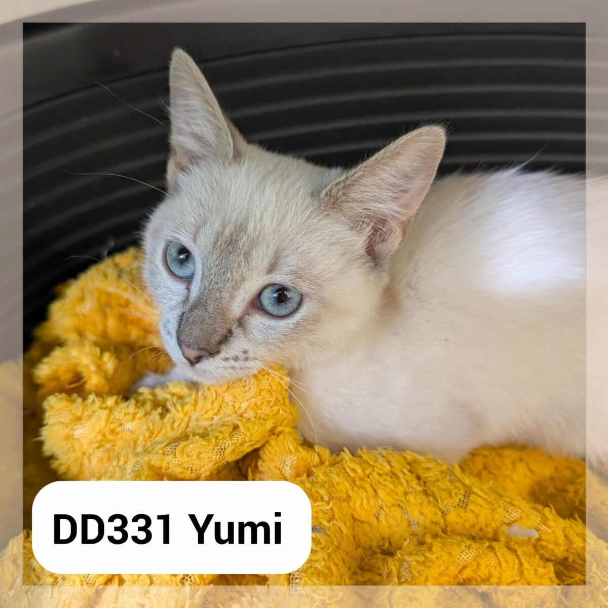 Yumi – réservée