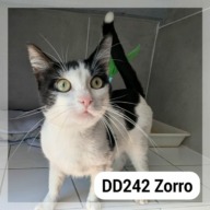 Zorro