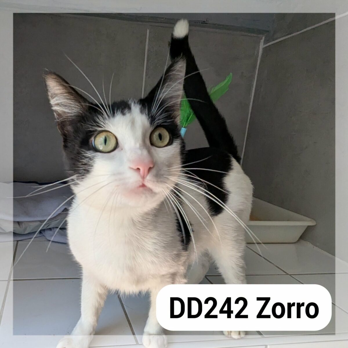 Zoro