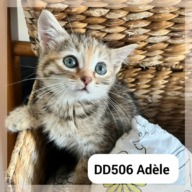 Adèle