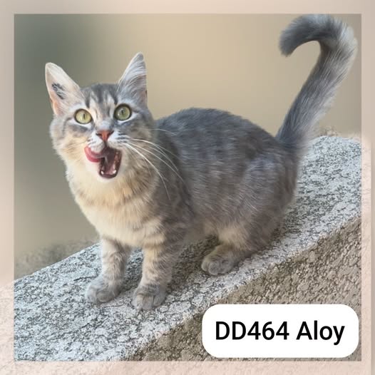 Aloy