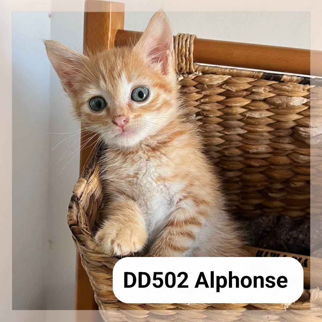 Alphonse
