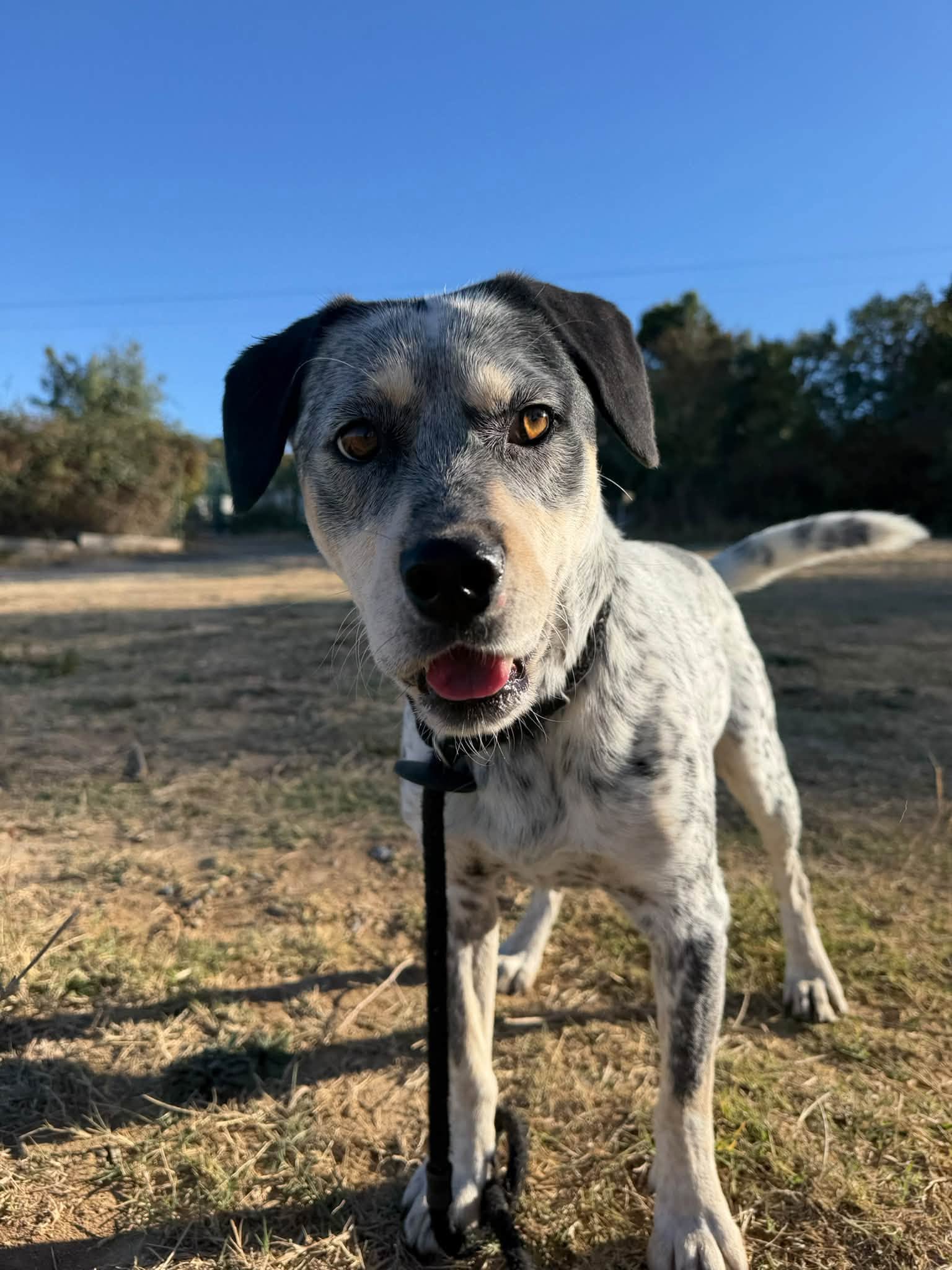 Arlo