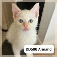 Armand