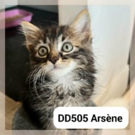 Arsène