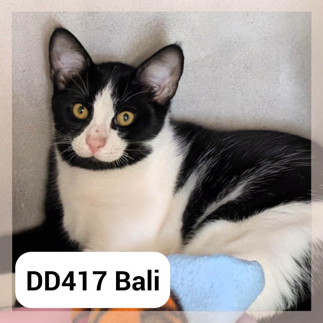 Bali