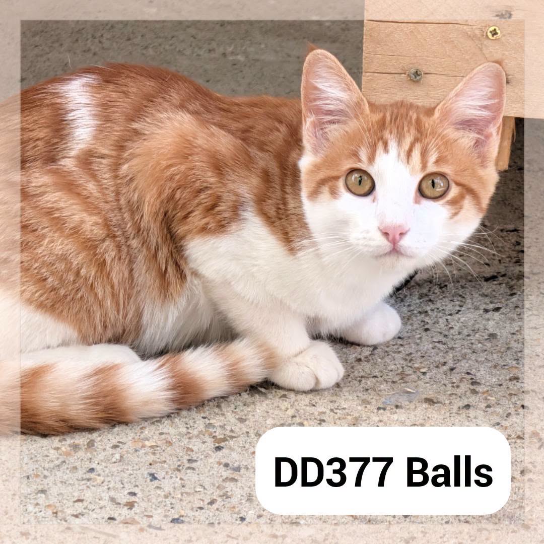 Balls