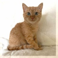 BAMBIE