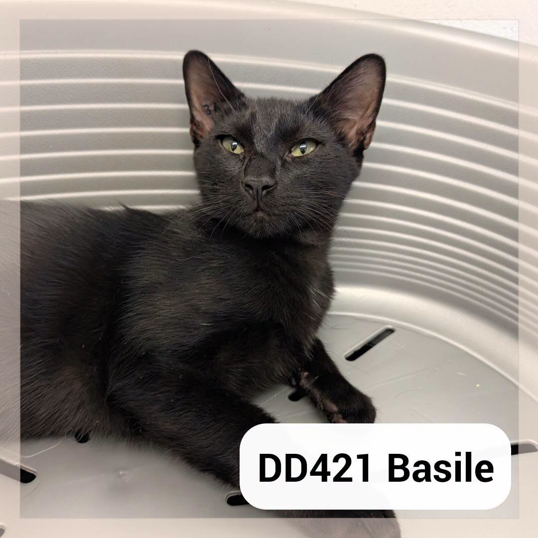 Basile