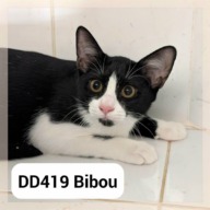 Bibou