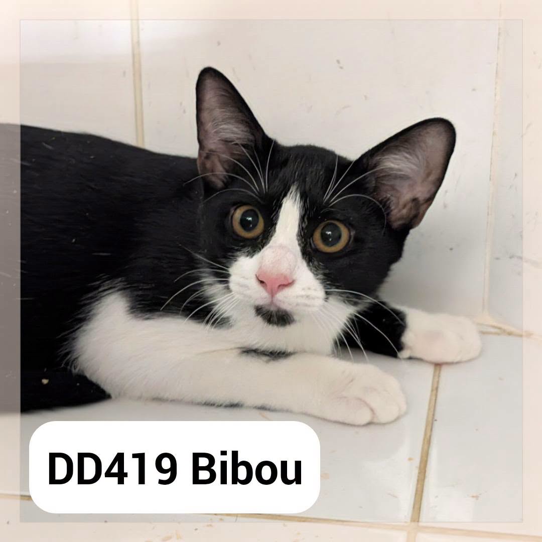 Bibou
