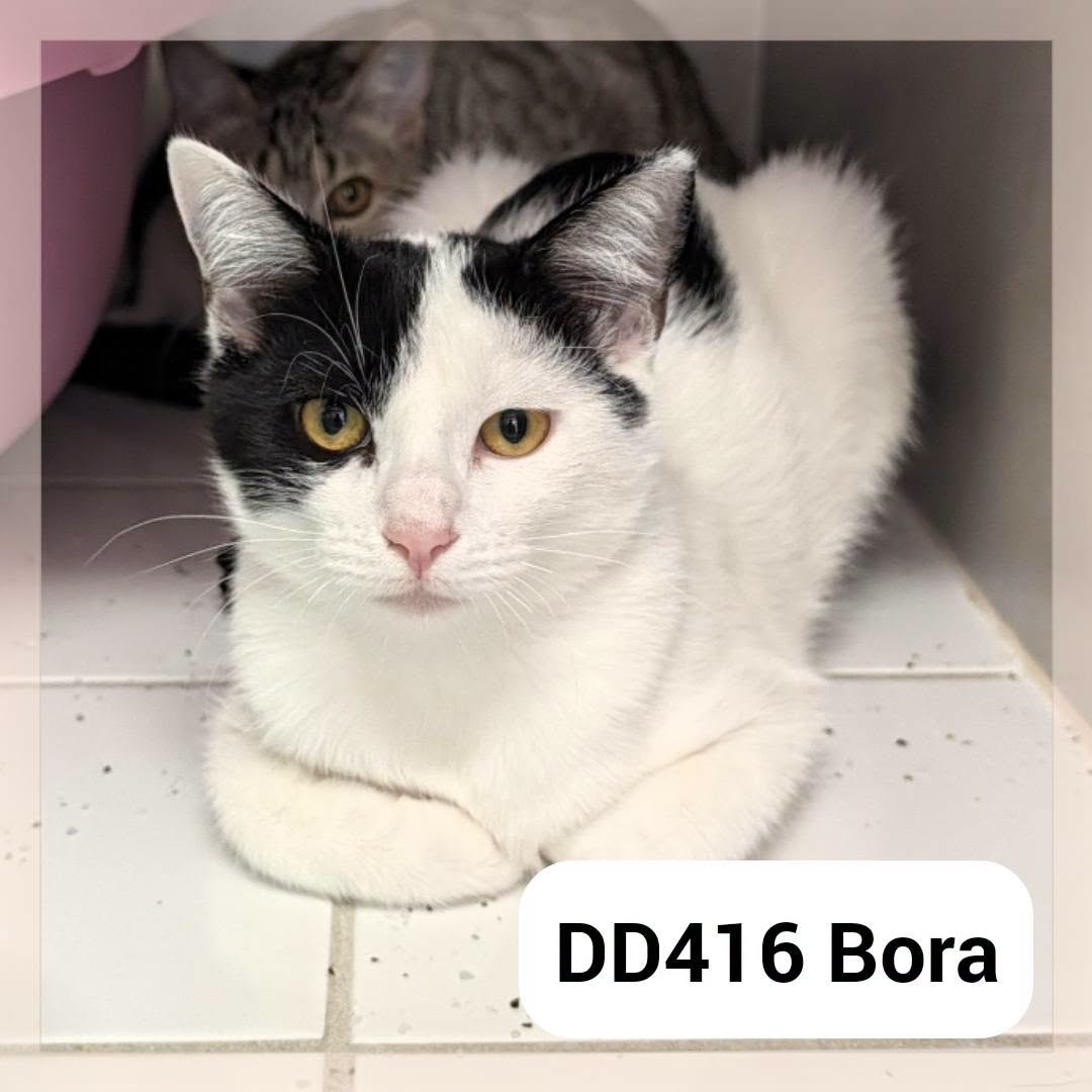 Bora