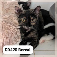 Boréal