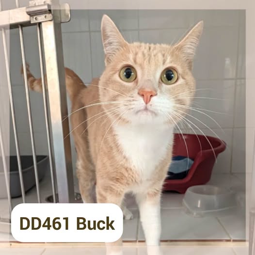 Buck