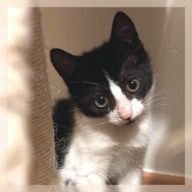 Nova