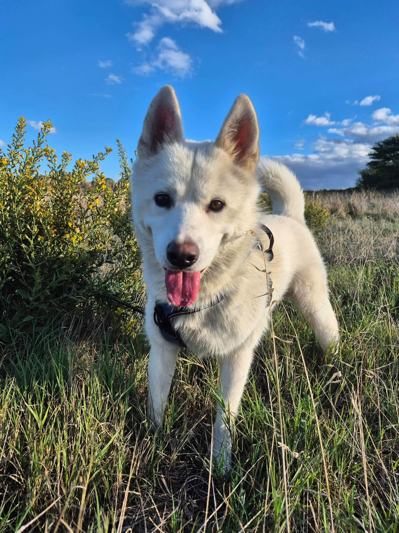 Blanco