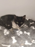 Fourrière Chat