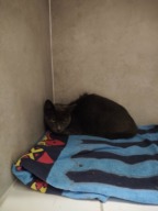 Fourrière Chat
