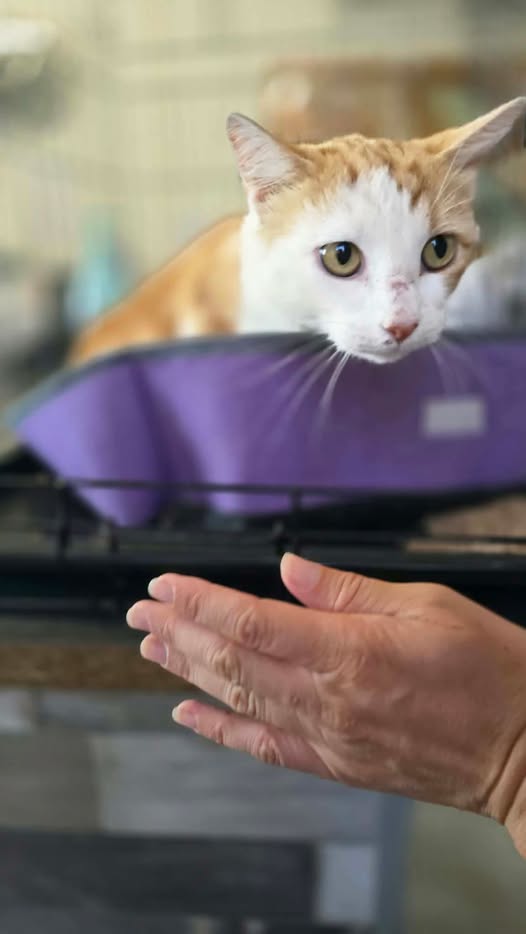 FOURRIÈRE Chat – DD526