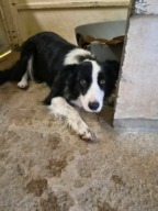 Fourrière Chien – CC318