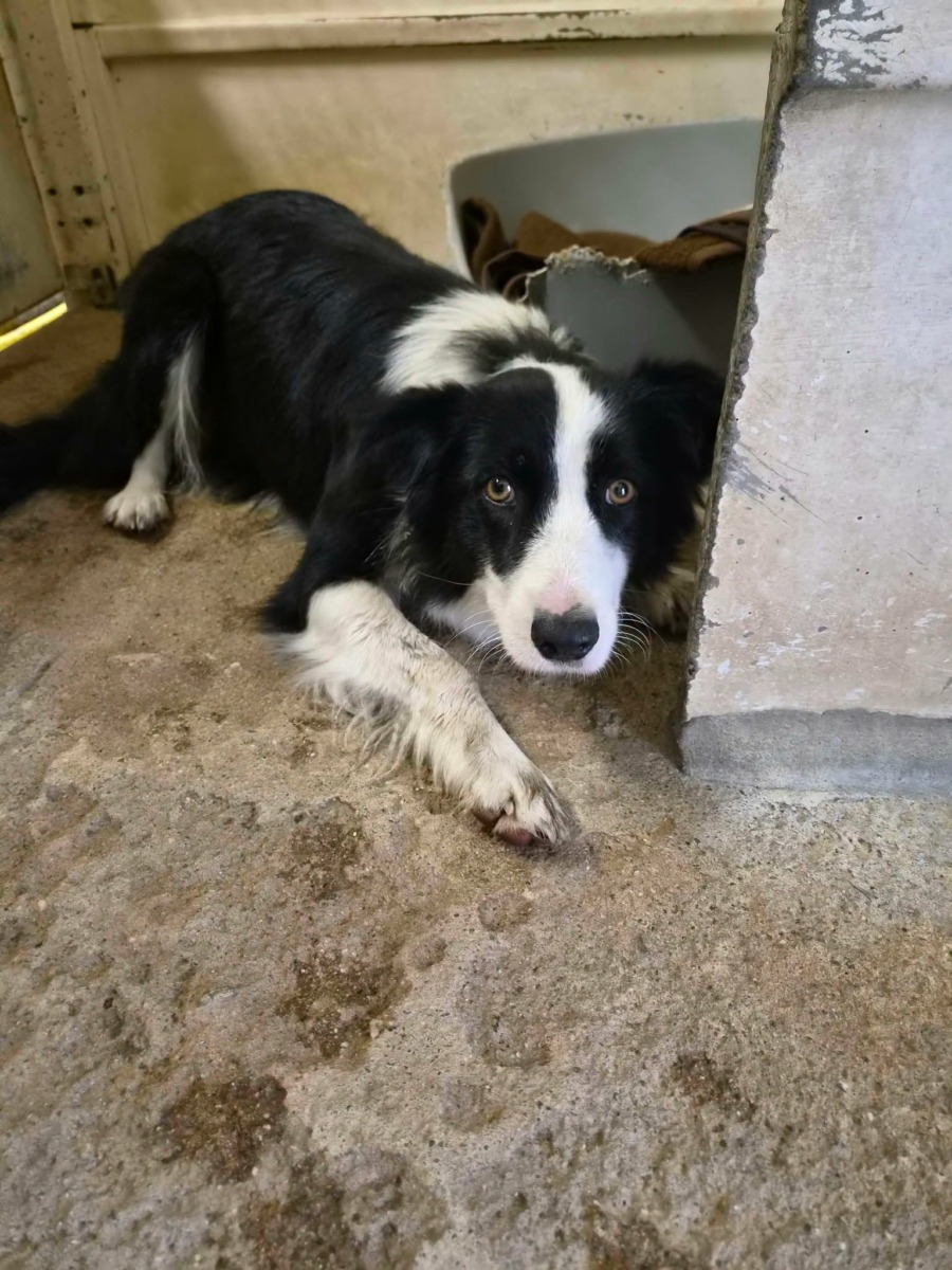 Fourrière Chien – CC318