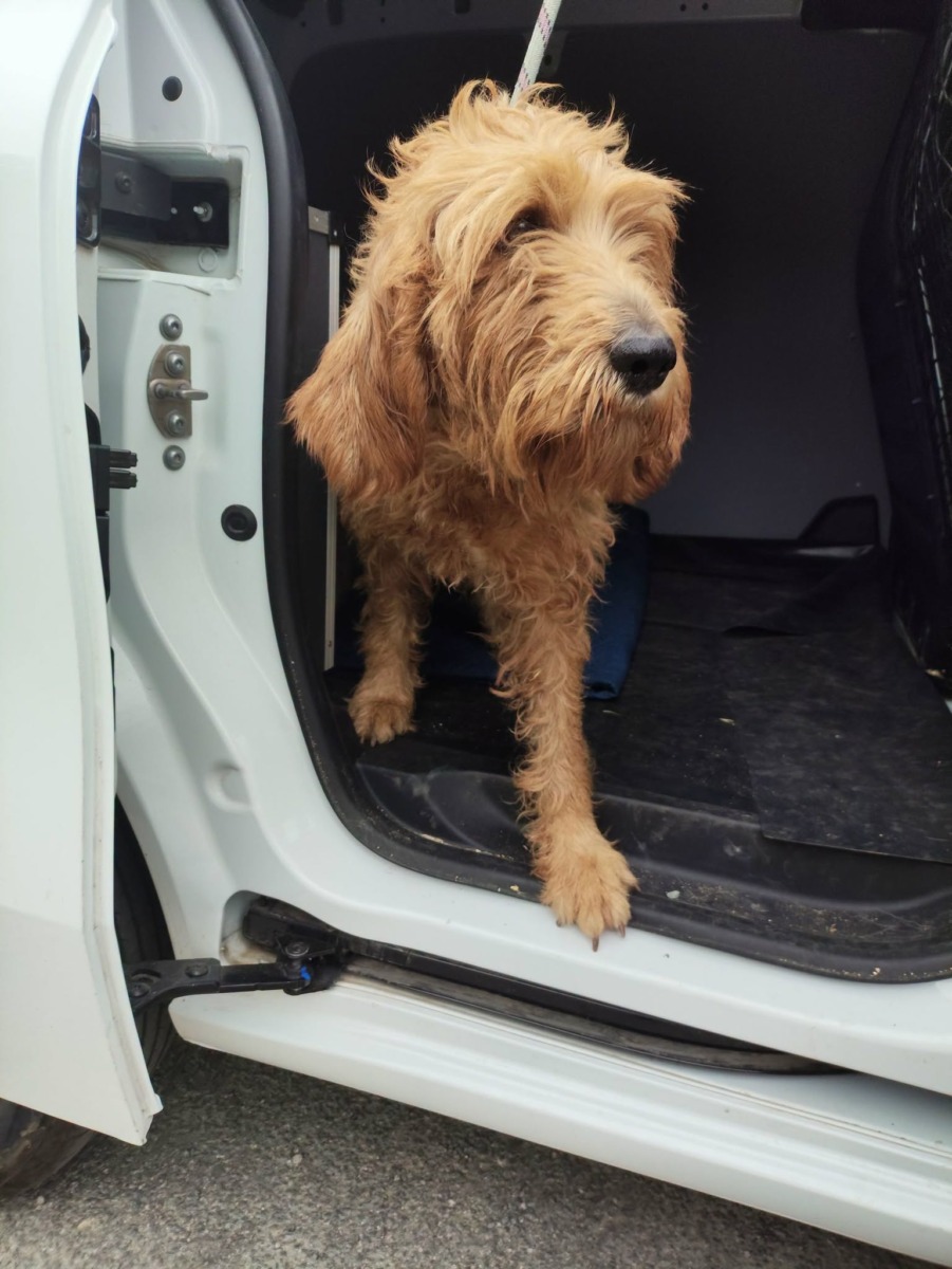 Fourrière Chien – CC319