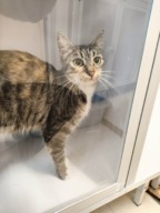 Fourrière Chat DD ?