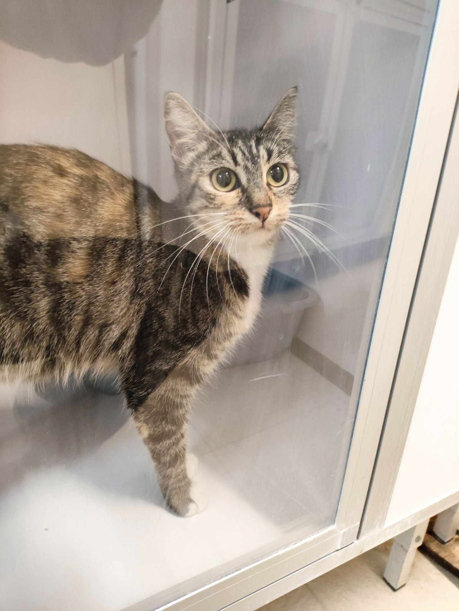 Fourrière Chat DD ?