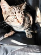 Fourrière Chat – DD547