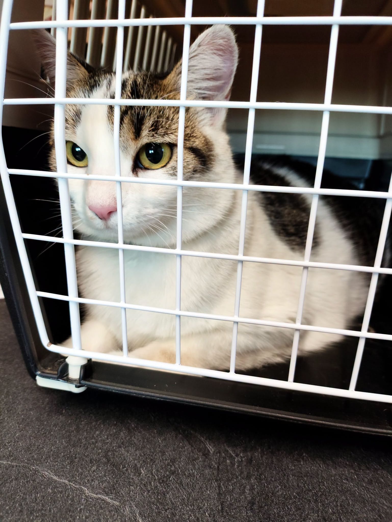 Fourrière Chat