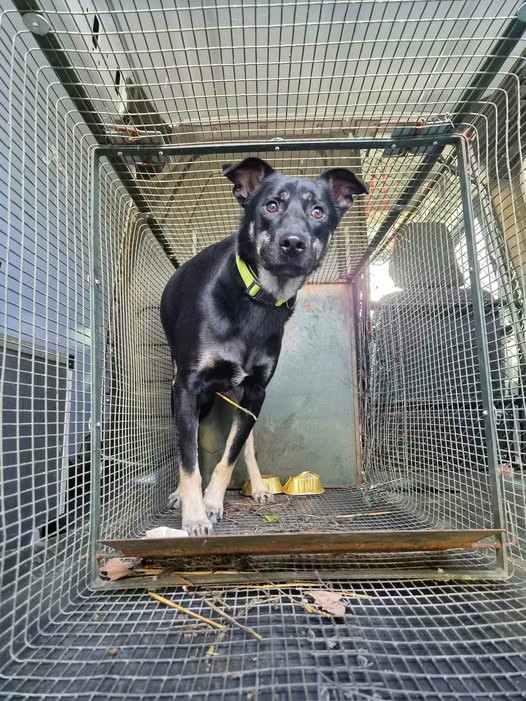 Lire la suite à propos de l’article Fourrière Chien