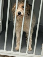 Fourrière Chien – CC ?