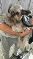 Fourrière chien