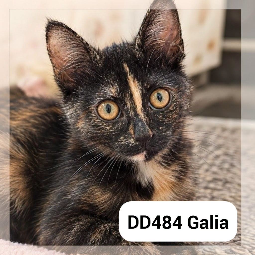 Galia