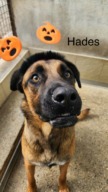 Hadès