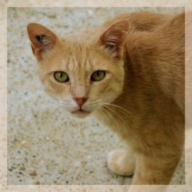 Imhotep