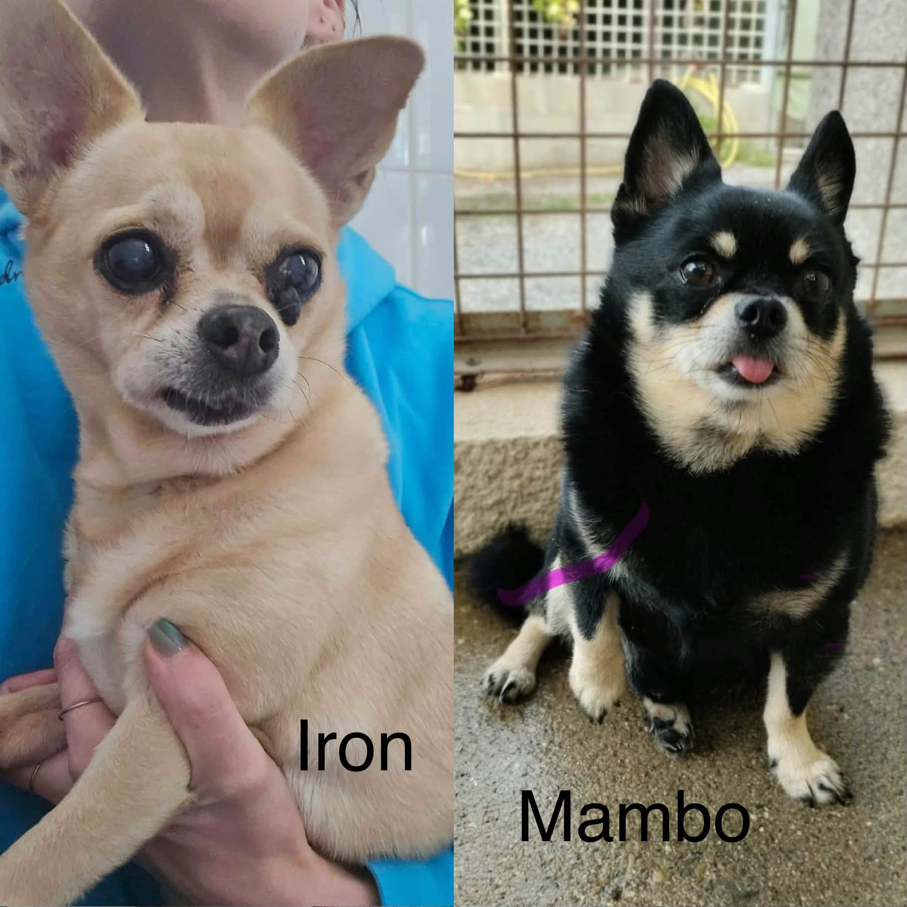Iron & Mambo