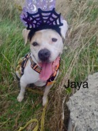 Jaya