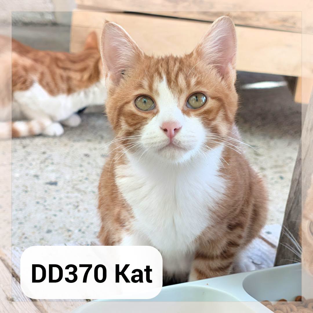 Kat