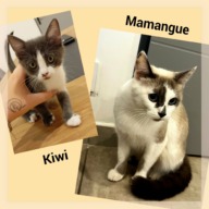 🆘 Pour Mamangue et Kiwi en Famille d&rsquo;Accueil