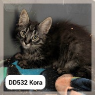Kora