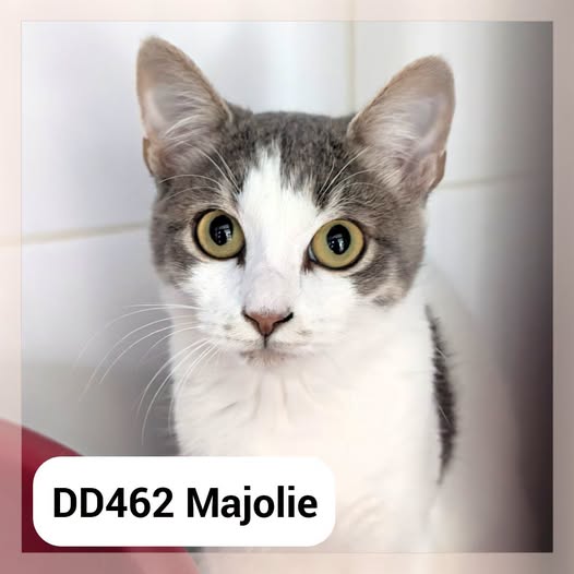 Majolie