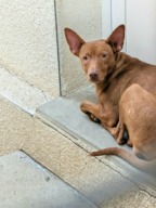 Fourrière Chien – CC ?