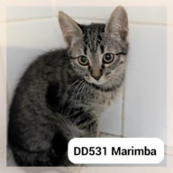 Marimba